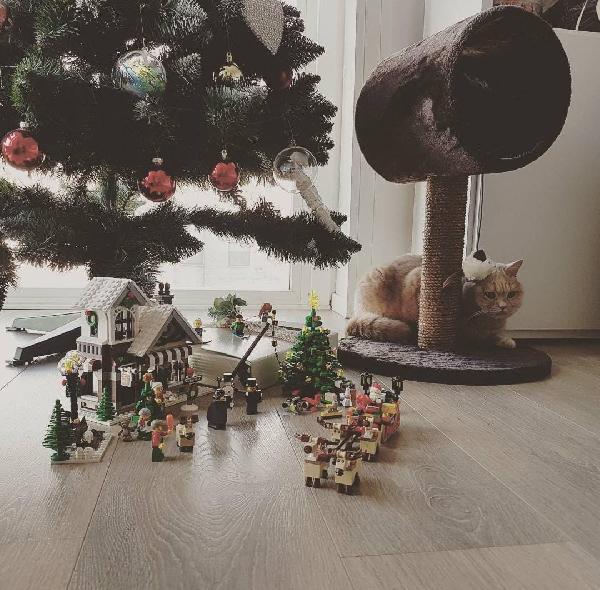 🌸🐾Flute meravigliosa micia cerca famiglia 🏠💕 Foto 4
